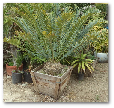 Encephalartos Cycads
