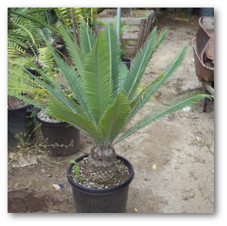 Dioon Cycads