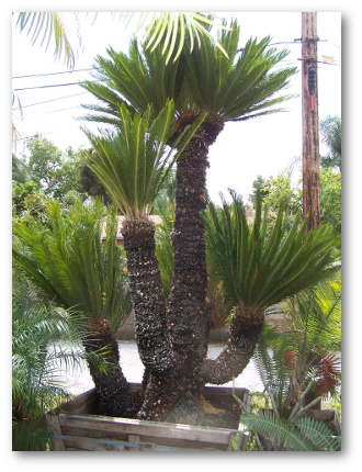 Cycas Species Cycads