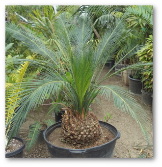 Macrozamia Cycad