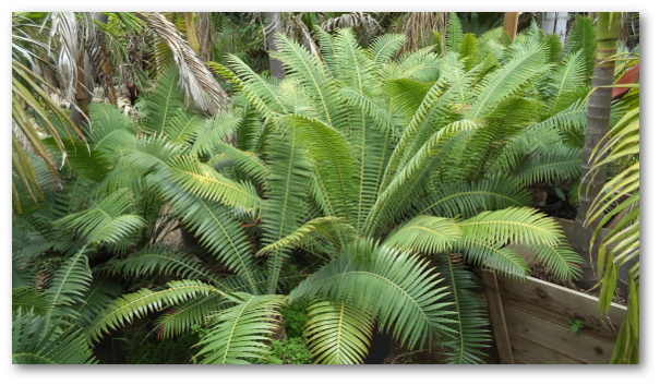 Dioon Spinulosum