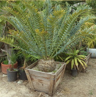 Dioon Cycas Zamia Encephalartos